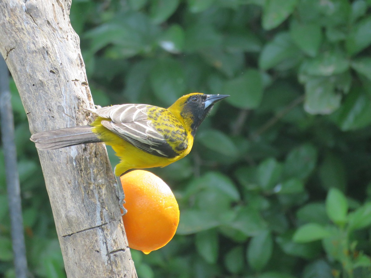 Hybride Oriole à gros bec x O. d'Audubon - ML617369767