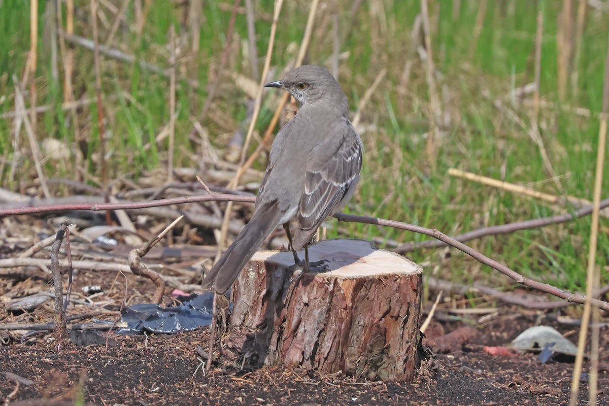 Northern Mockingbird - ML617369806