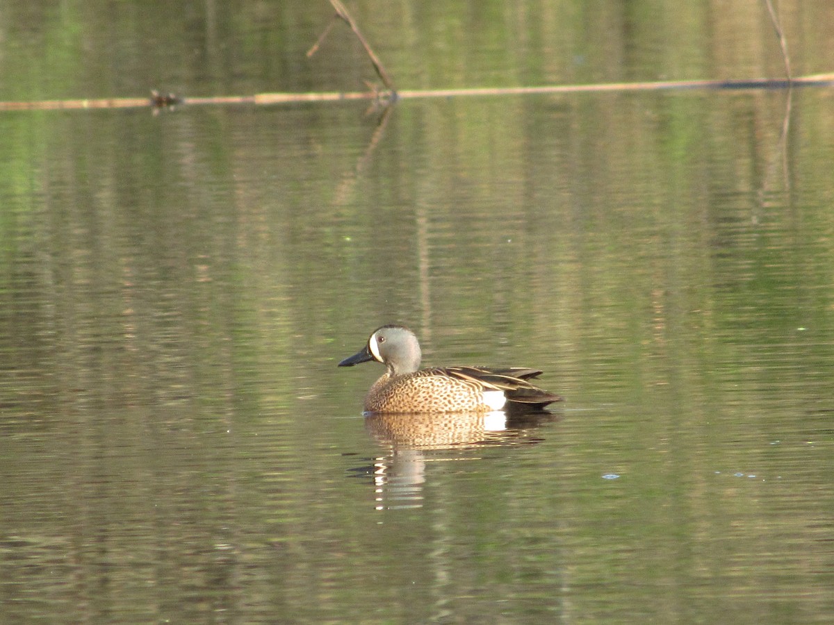Blue-winged Teal - ML617369835