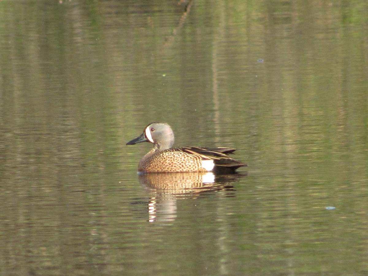 Blue-winged Teal - ML617369836
