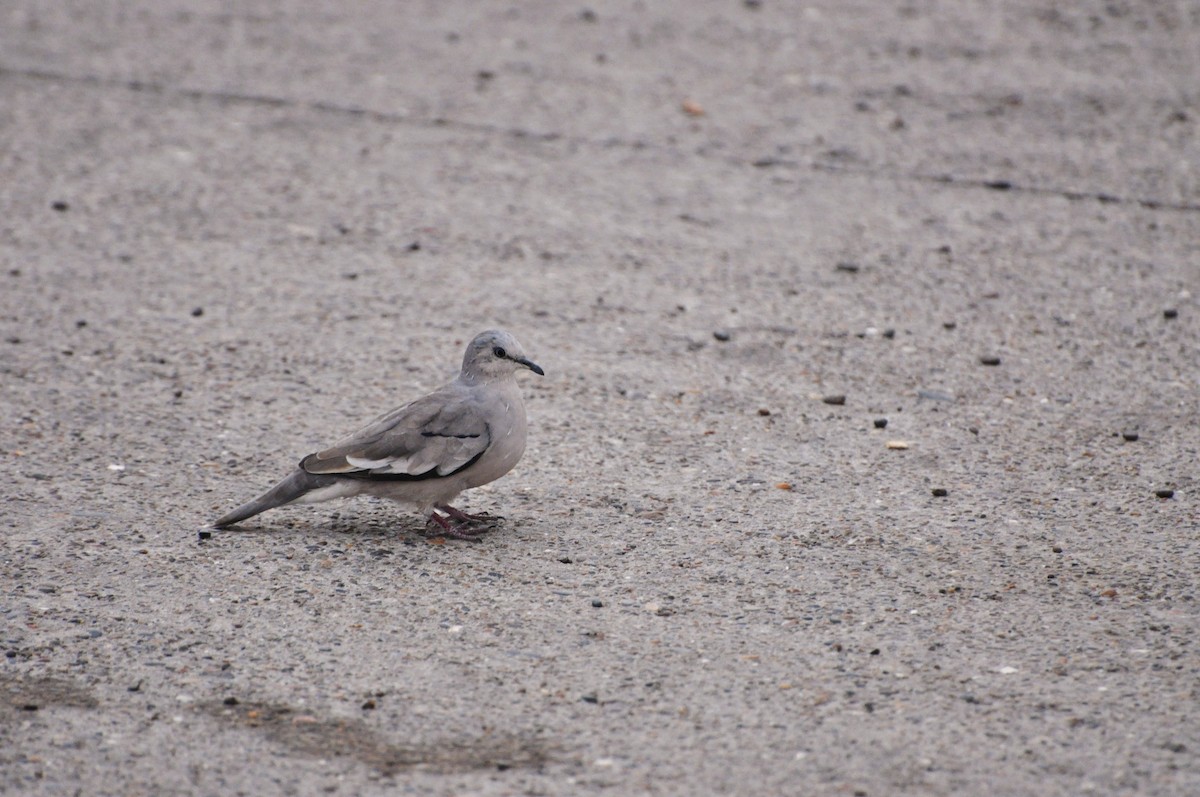 Picui Ground Dove - ML617369851