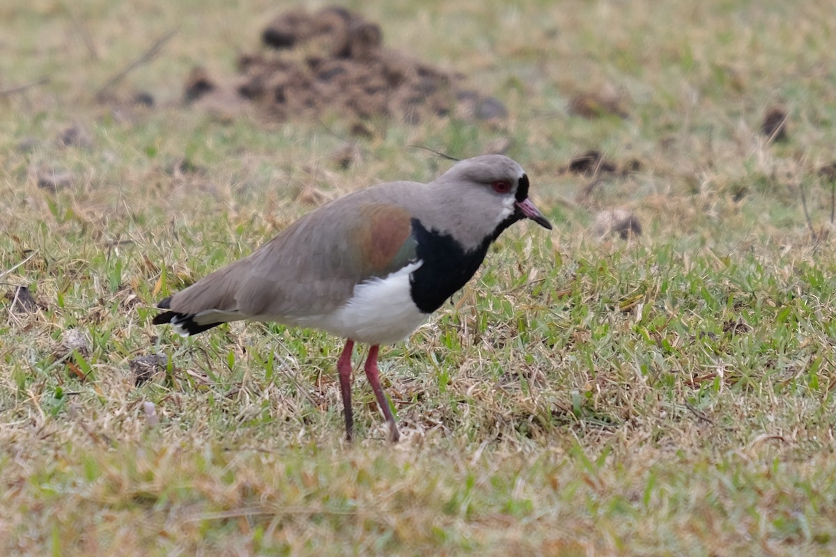 Southern Lapwing - ML617369897