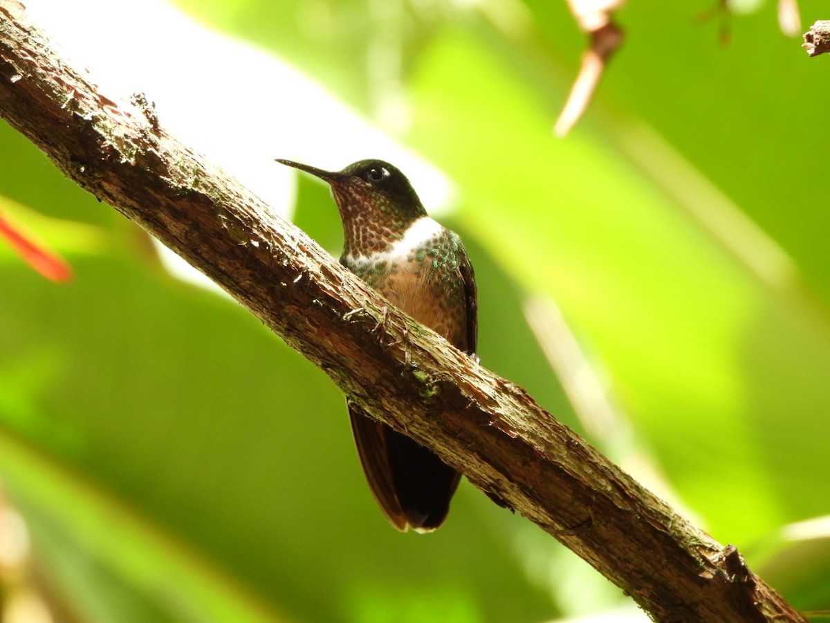 Colibrí Gorjiamatista (de Mérida) - ML617369916