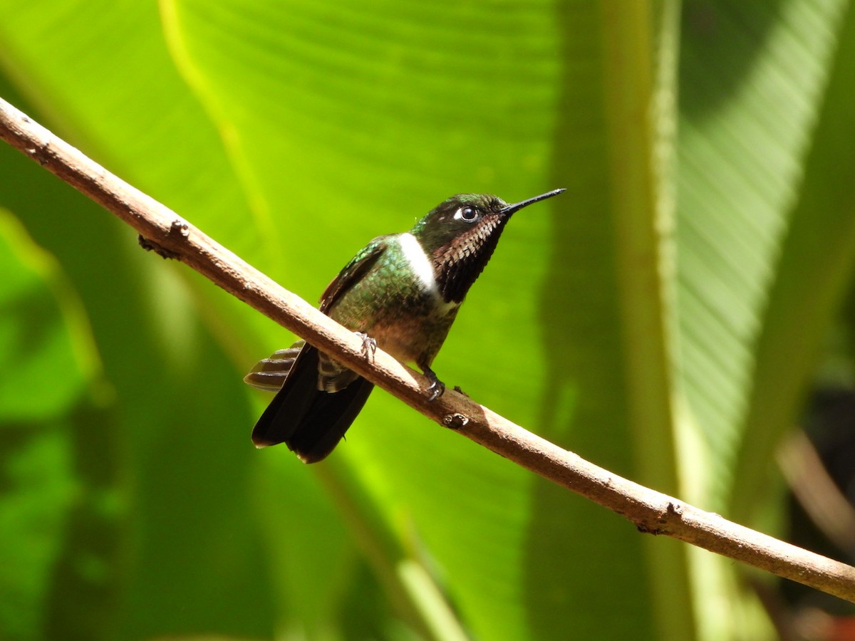 Colibrí Gorjiamatista (de Mérida) - ML617369917