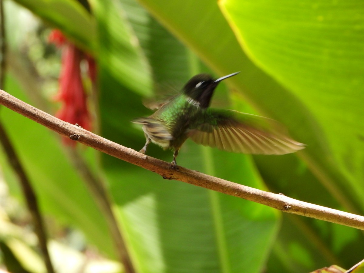 Colibrí Gorjiamatista (de Mérida) - ML617369918