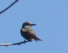 Tropical Kingbird - ML617369948