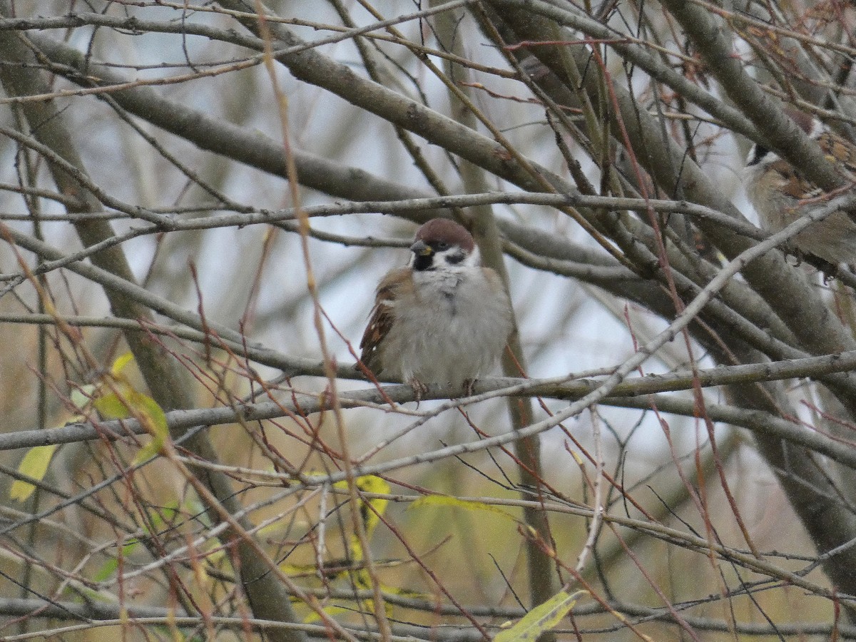 Eurasian Tree Sparrow - ML617369972