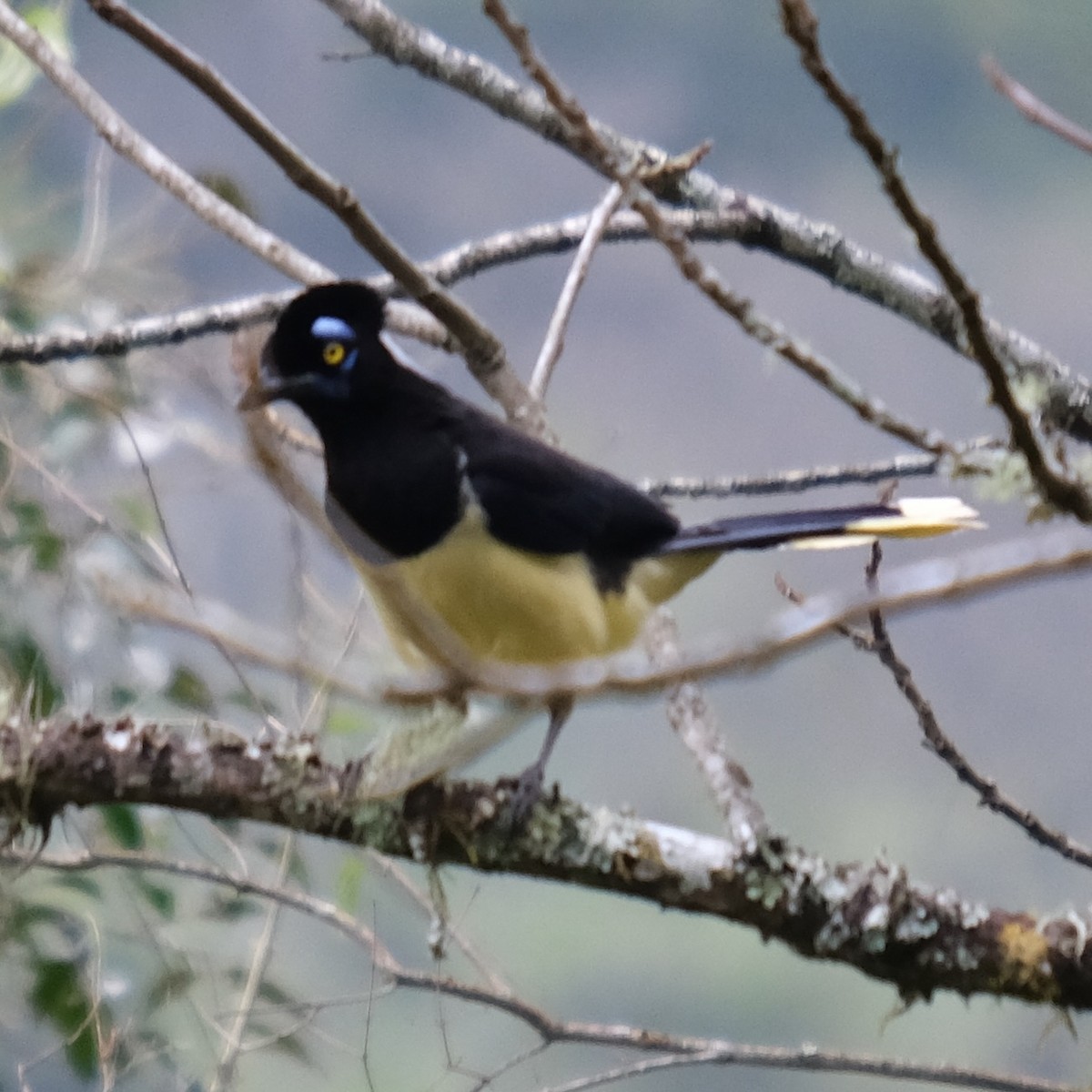 Plush-crested Jay - ML617369987