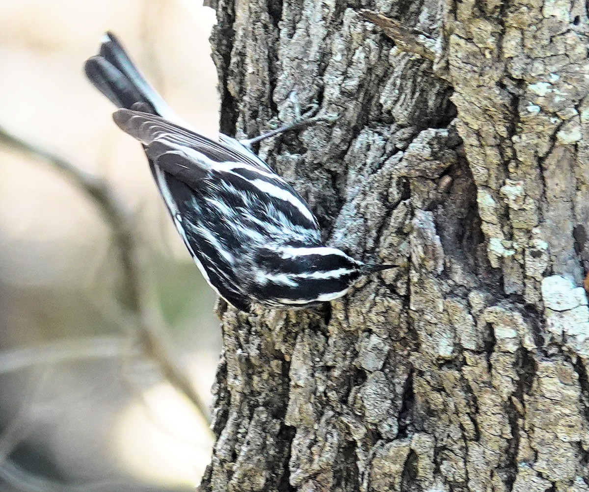 Black-and-white Warbler - Joey Kellner