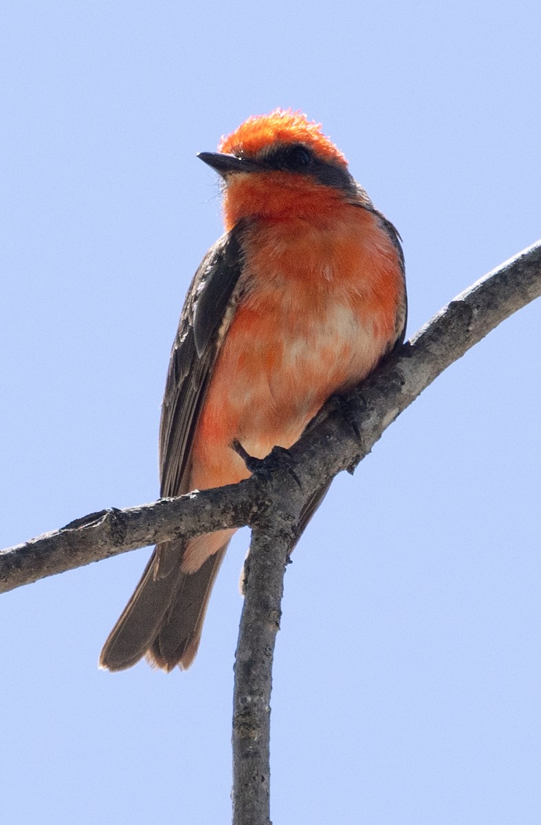 Vermilion Flycatcher - ML617370044