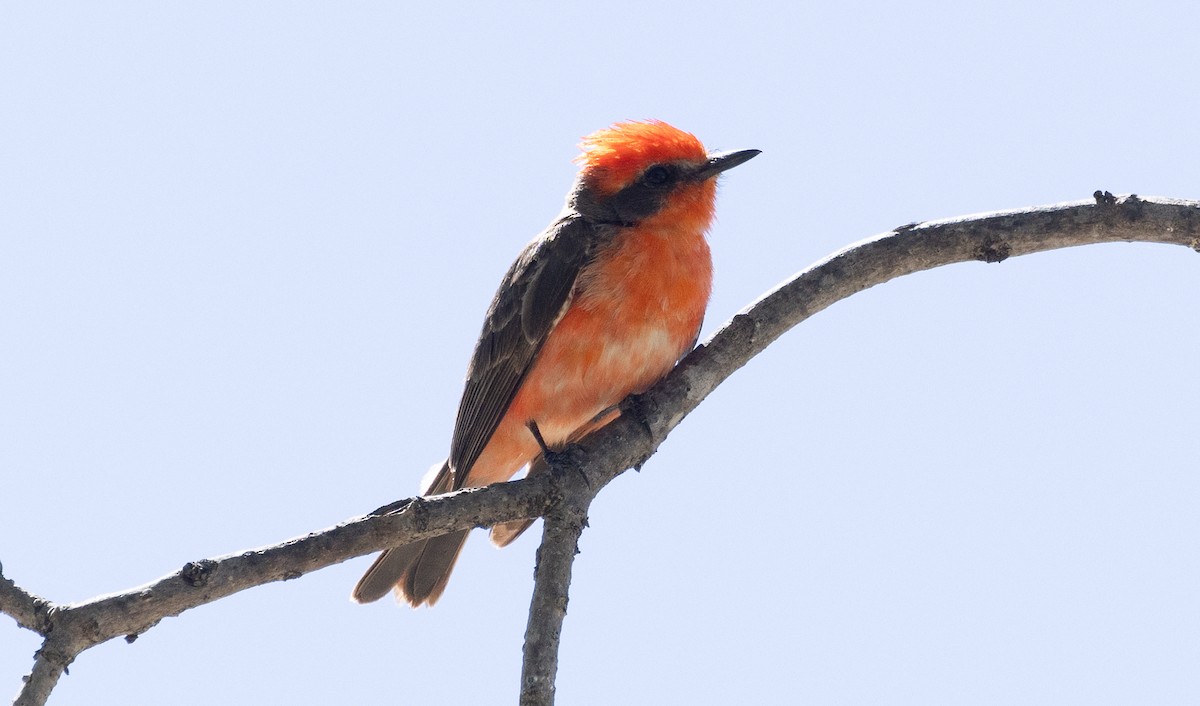 Vermilion Flycatcher - ML617370046