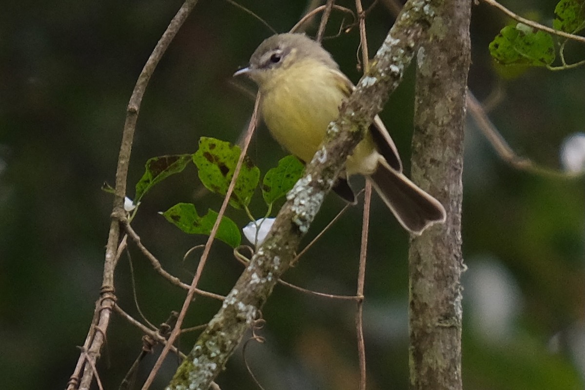 Mottle-cheeked Tyrannulet - ML617370081