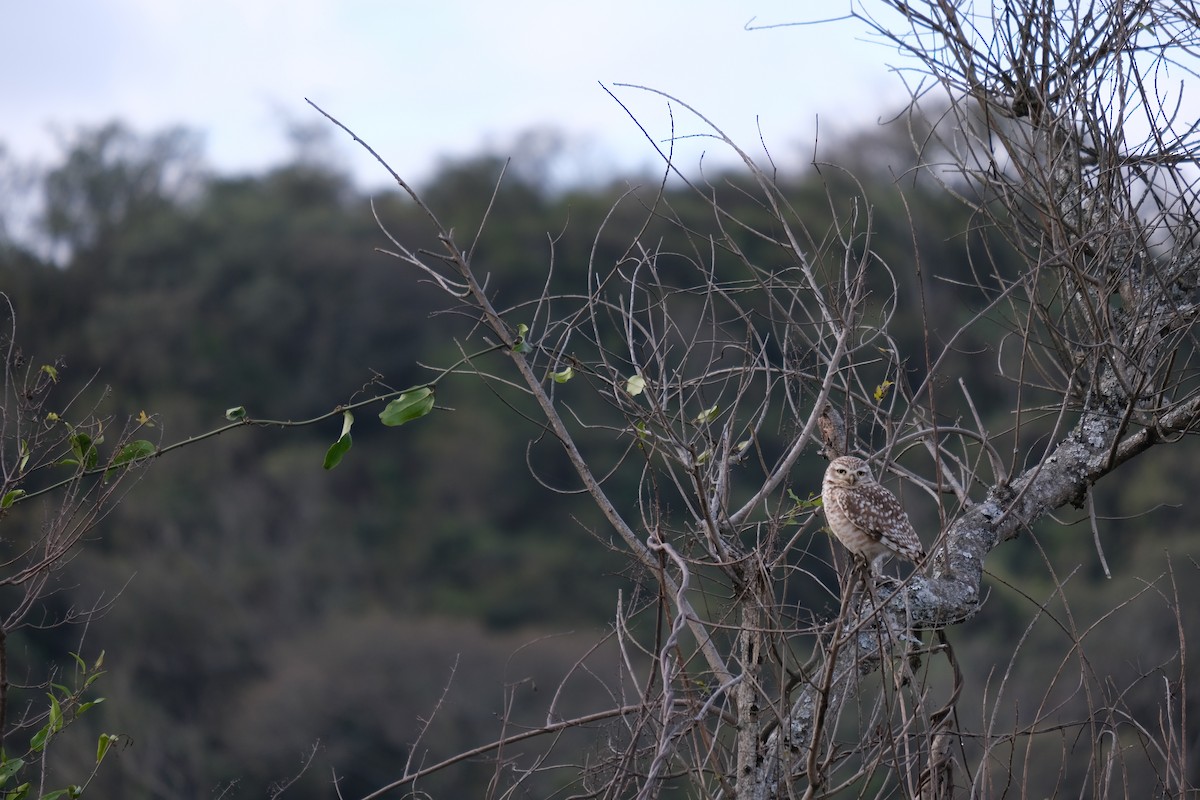 Burrowing Owl - ML617370087