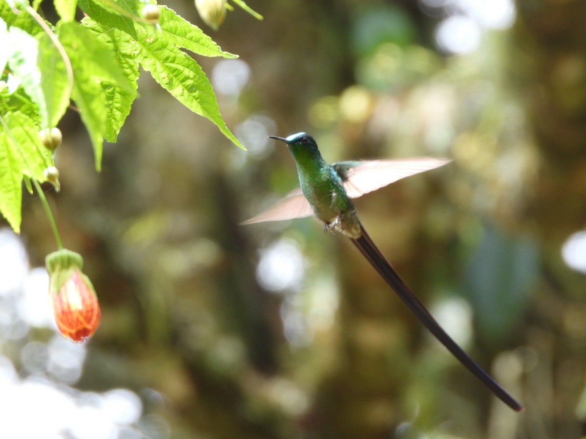 Long-tailed Sylph - ML617370092