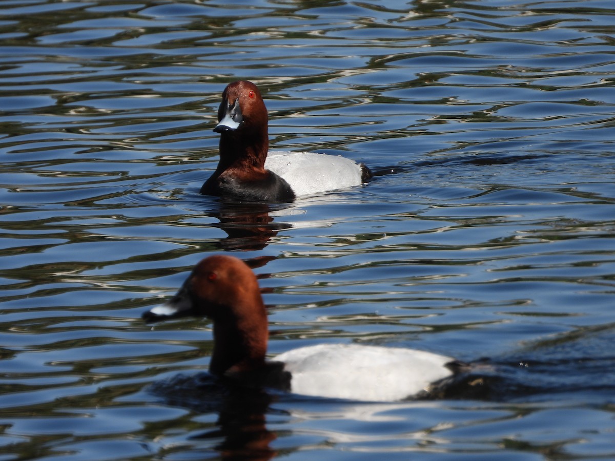 Common Pochard - Steven Oxley