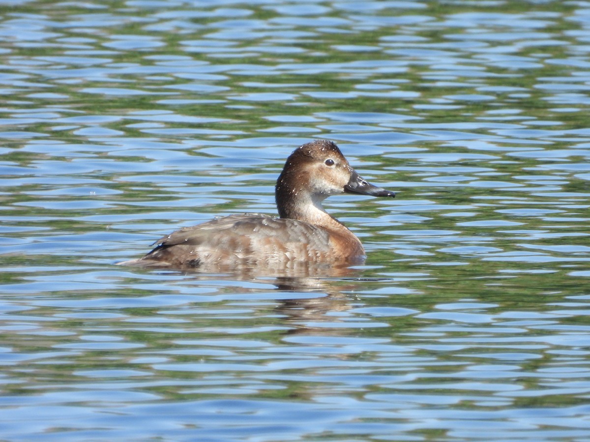 Common Pochard - ML617370105