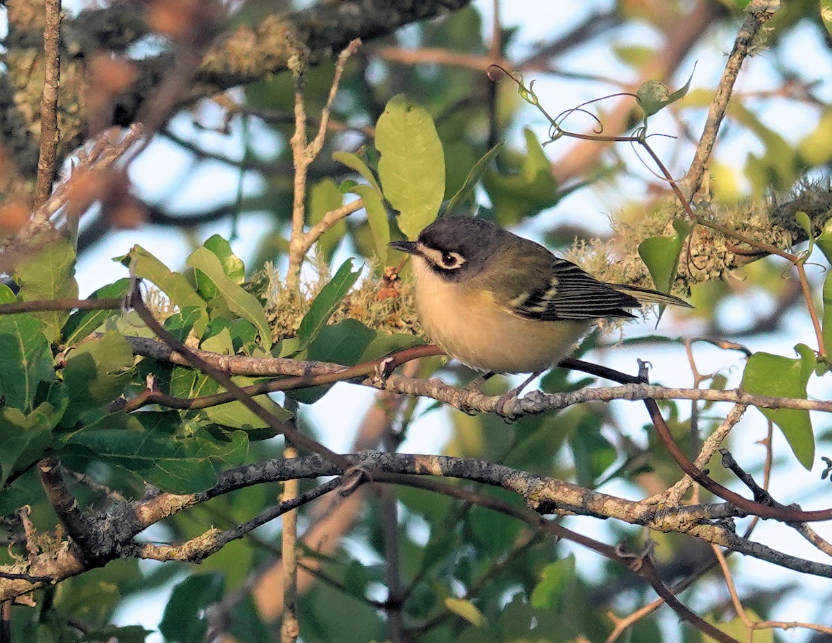 Black-capped Vireo - ML617370108