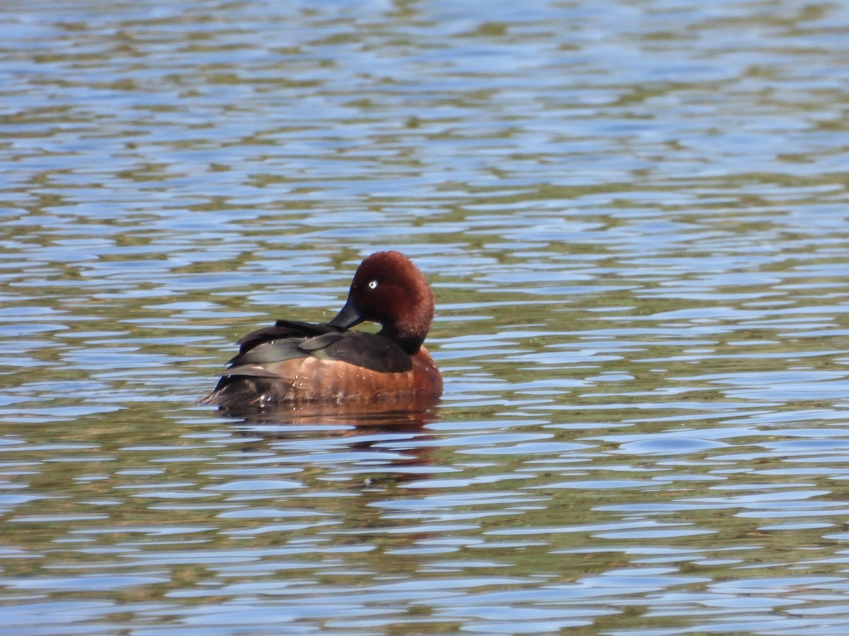 Ferruginous Duck - Steven Oxley