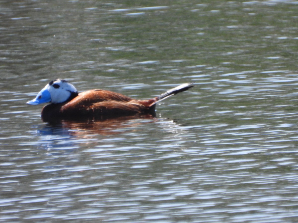 White-headed Duck - ML617370146