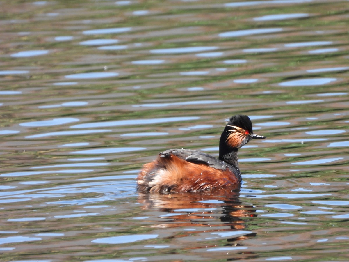 Eared Grebe - Steven Oxley