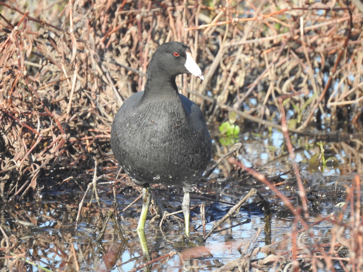 American Coot - ML617370243