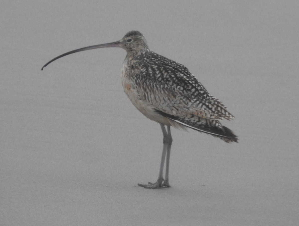 Long-billed Curlew - ML617370244