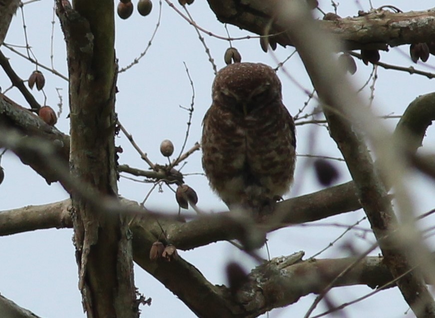 Spotted Owlet - Ananya Mangale