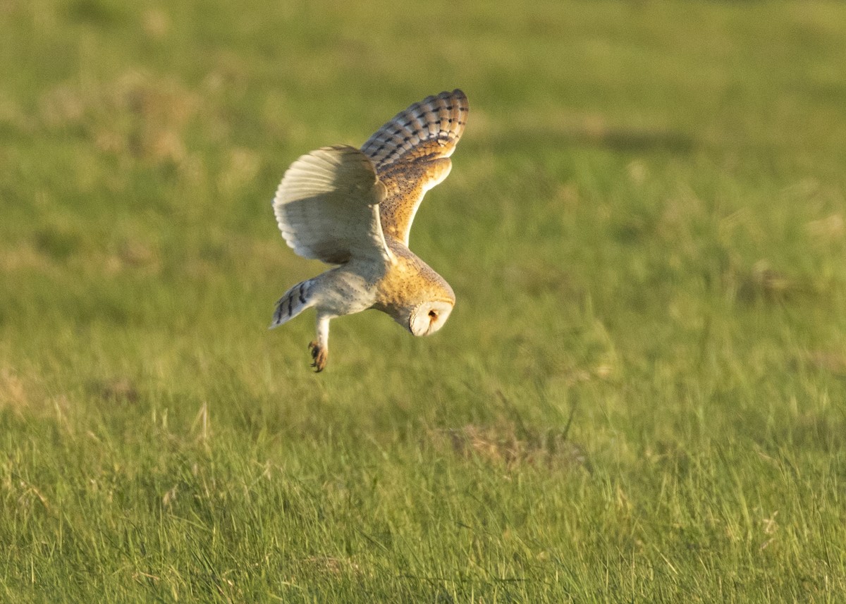 Barn Owl (Eurasian) - Nathaniel Dargue