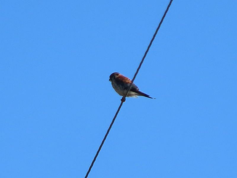 American Kestrel - ML617370294