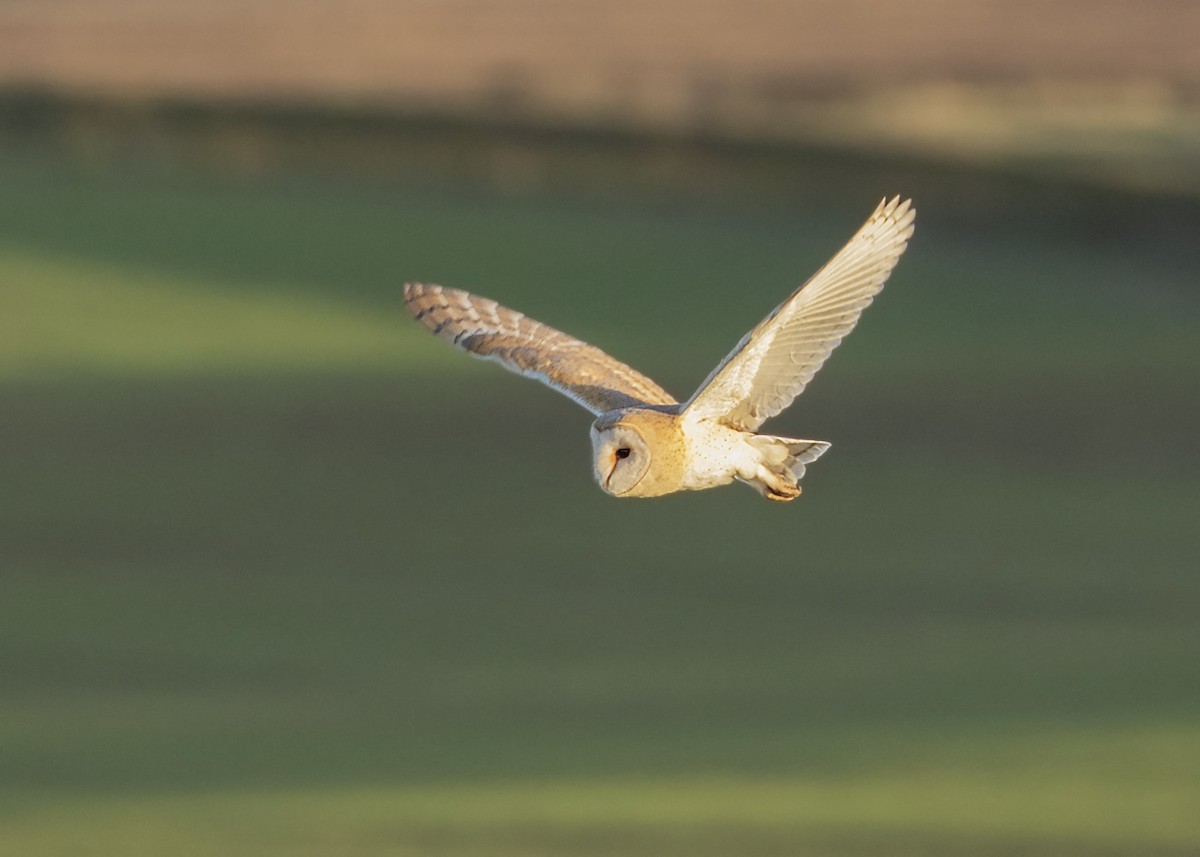 Barn Owl (Eurasian) - Nathaniel Dargue