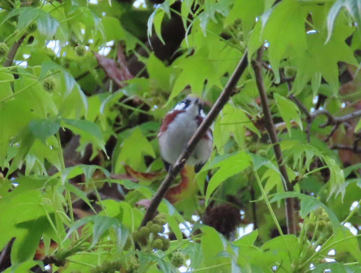 Chestnut-sided Warbler - ML617370298