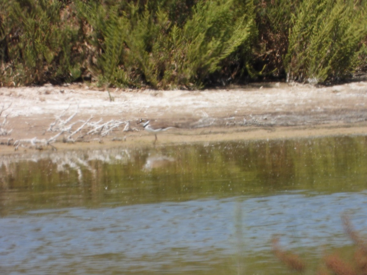 Little Ringed Plover - ML617370301