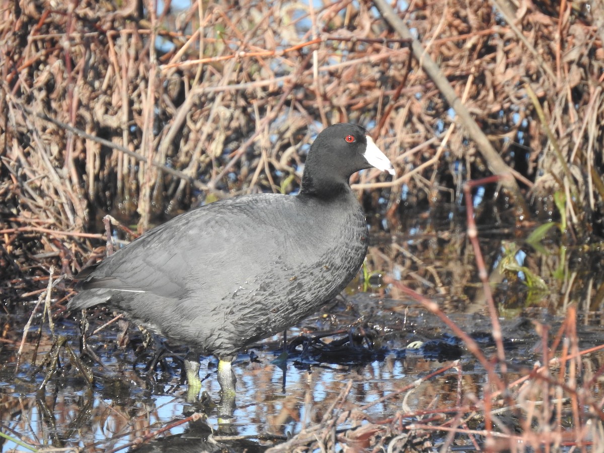 American Coot - ML617370352