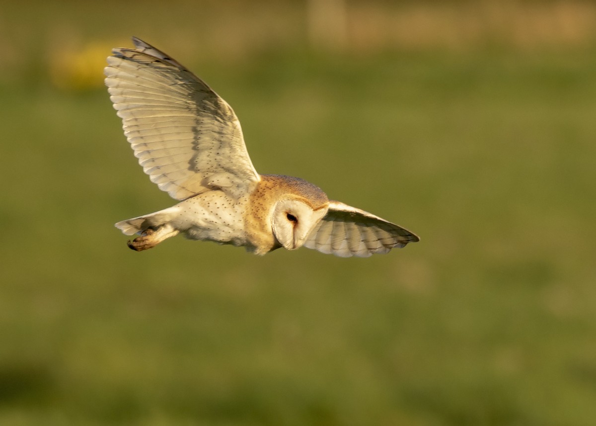 Barn Owl (Eurasian) - Nathaniel Dargue