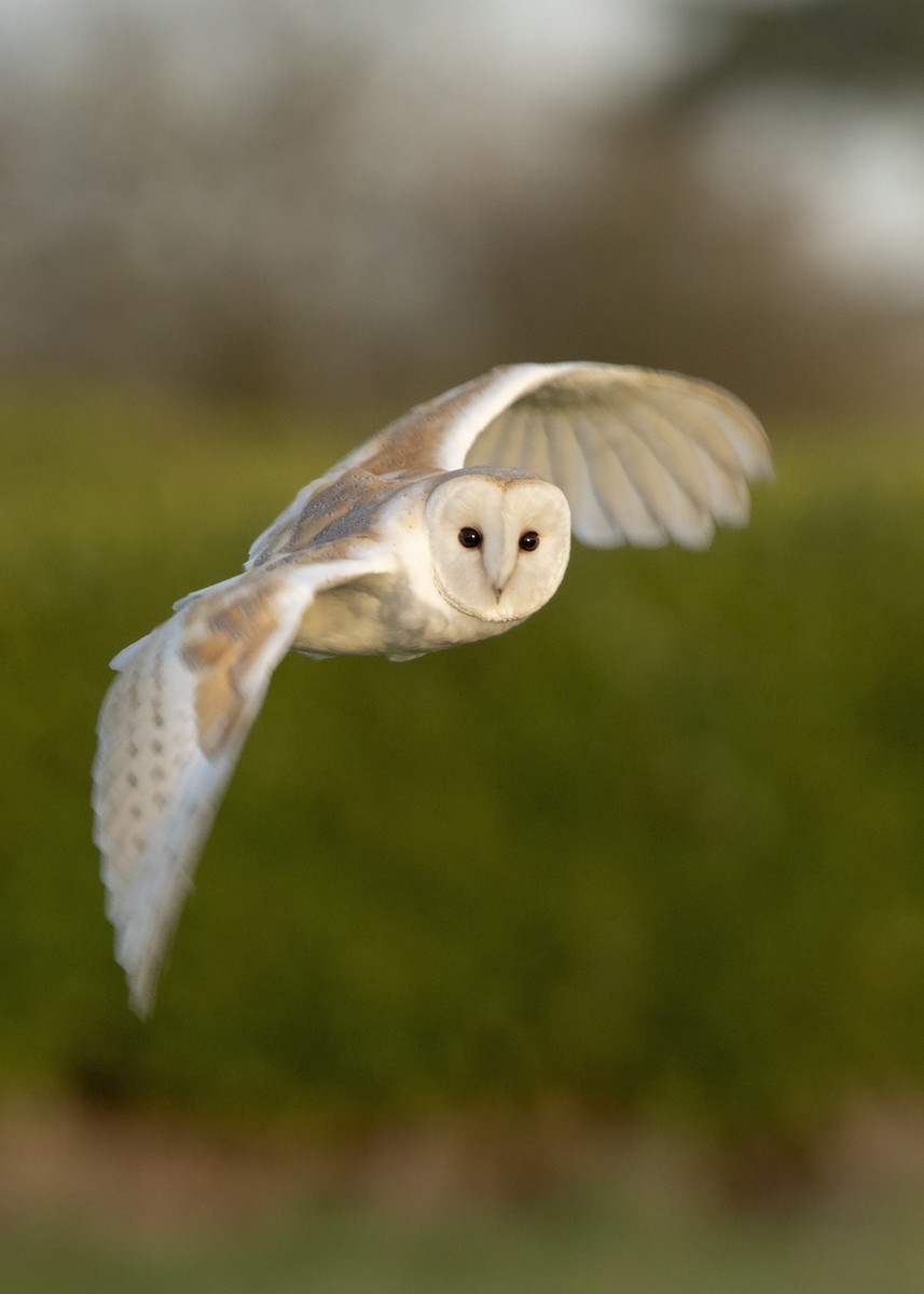 Barn Owl (Eurasian) - Nathaniel Dargue