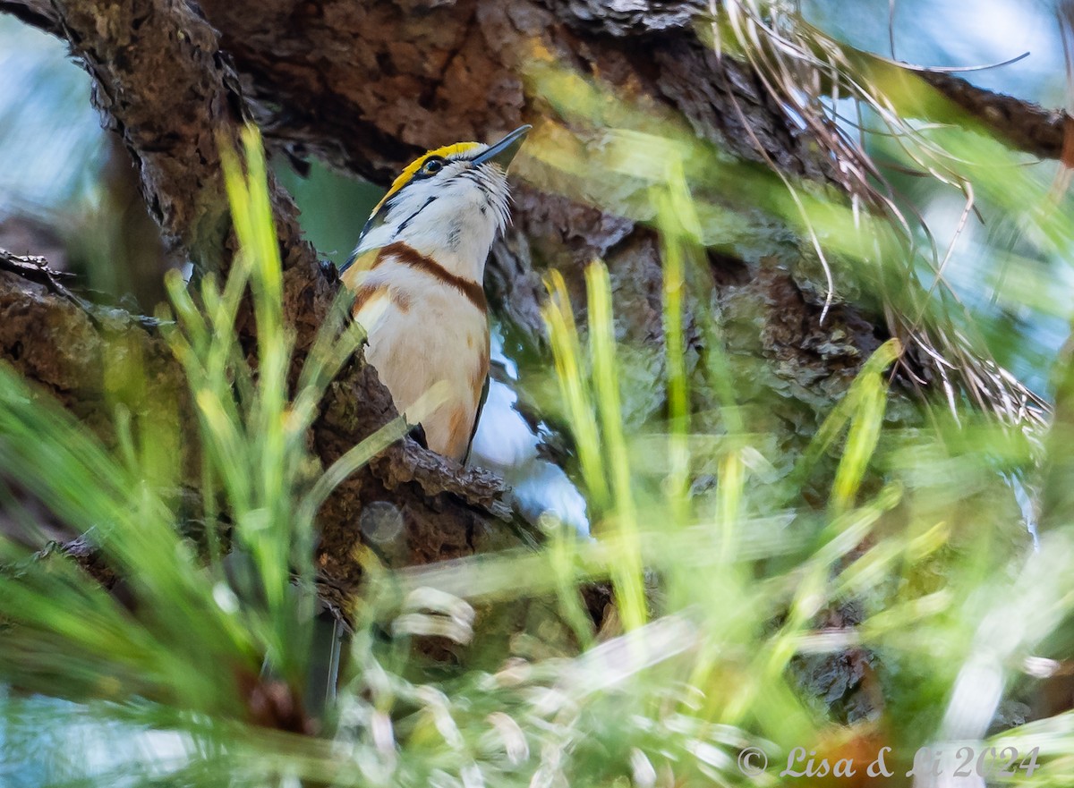 Chestnut-sided Shrike-Vireo - Lisa & Li Li