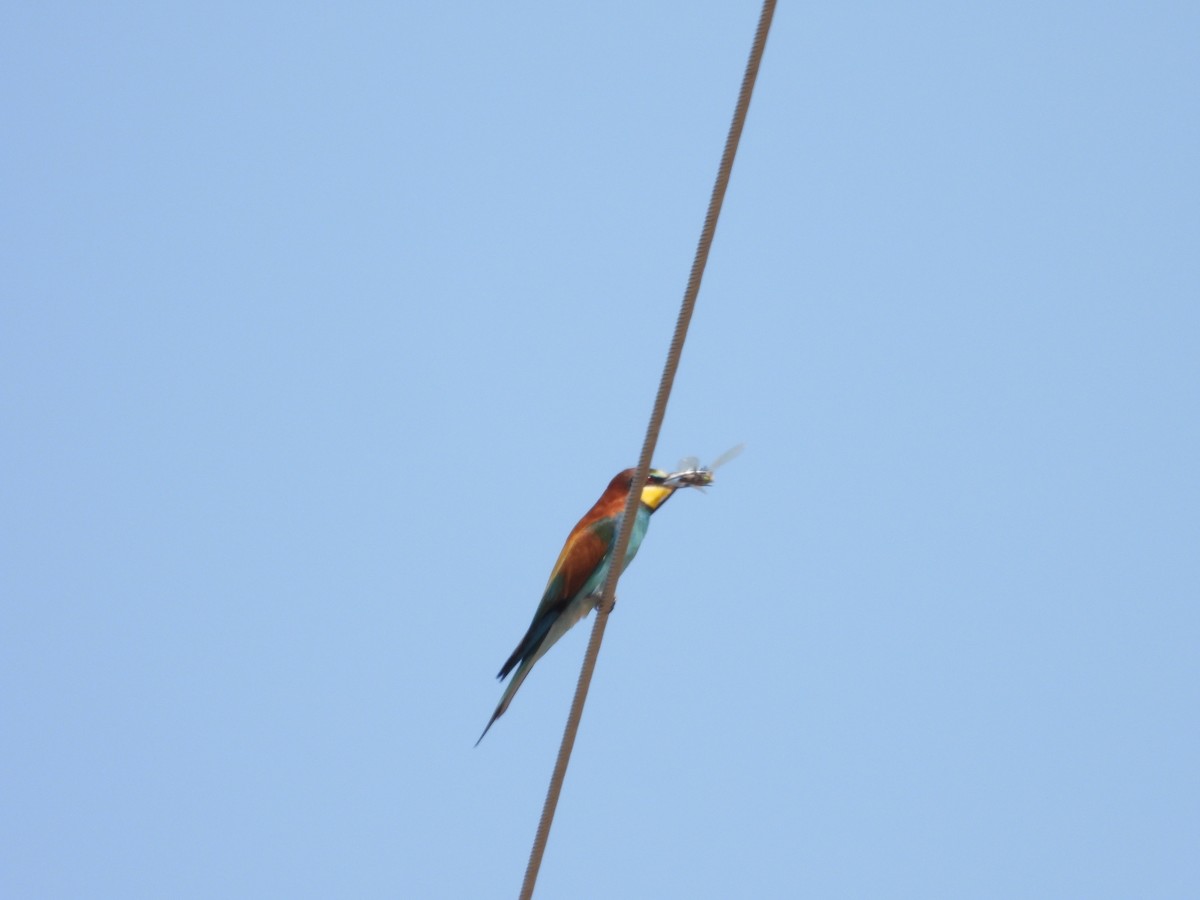 European Bee-eater - ML617370375