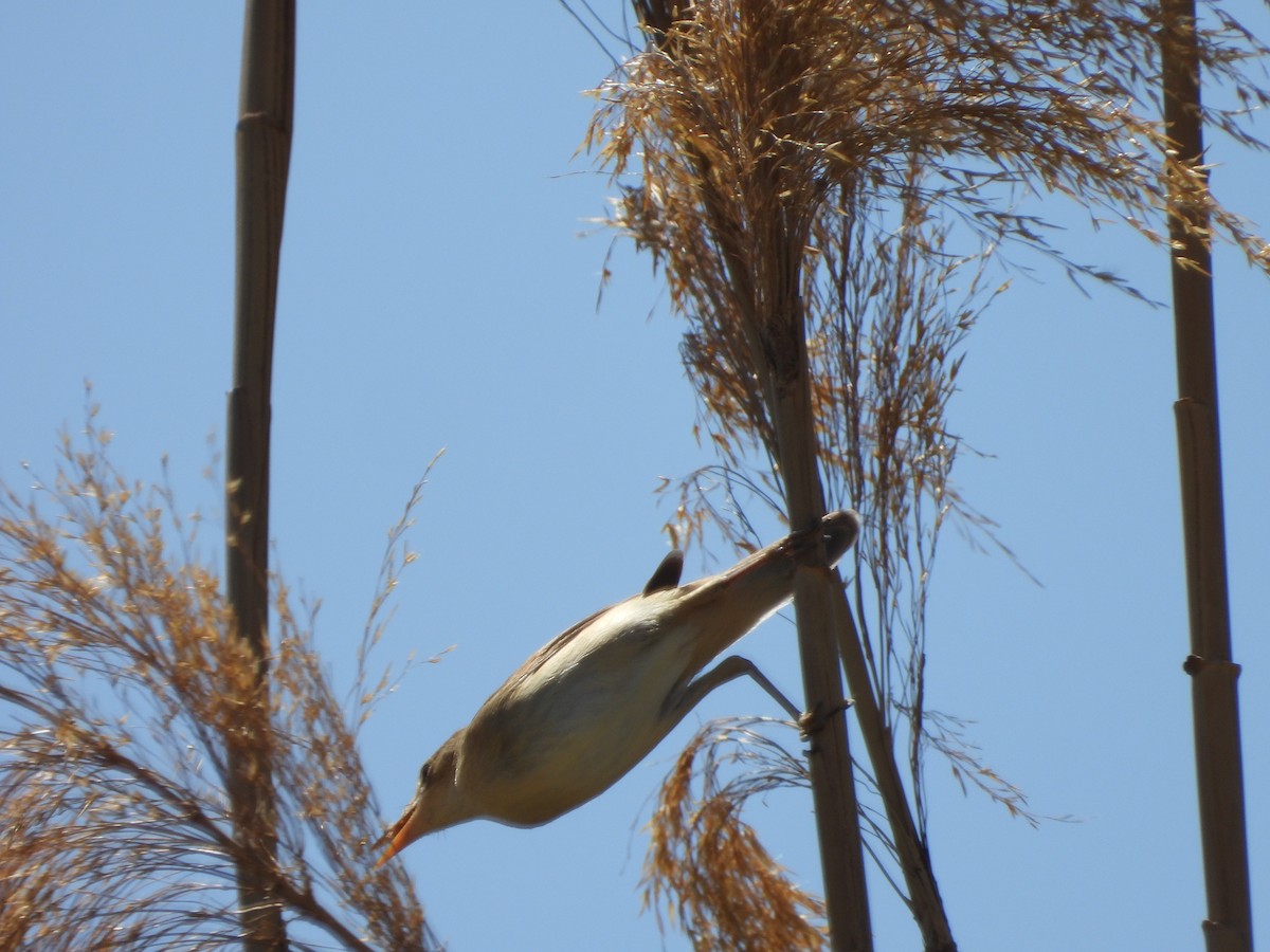 Great Reed Warbler - ML617370397