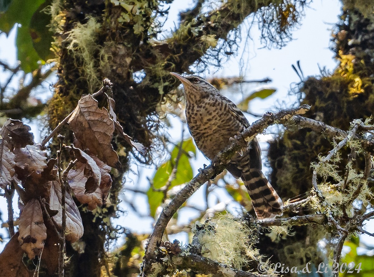 Gray-barred Wren - ML617370424