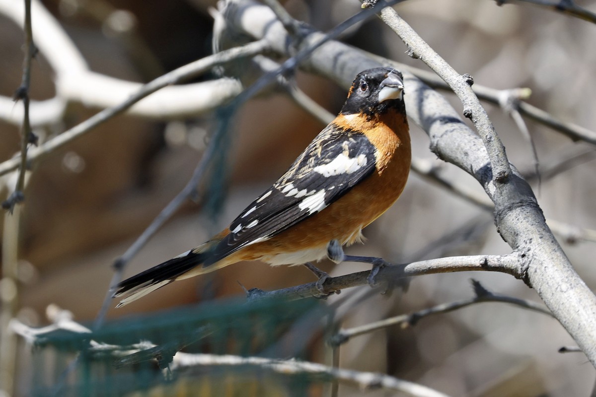 Black-headed Grosbeak - Charlie Keller