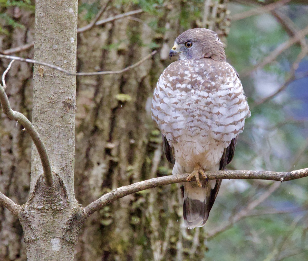 Broad-winged Hawk - ML617370463