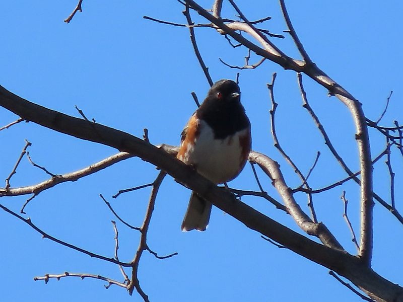 Eastern Towhee - ML617370512