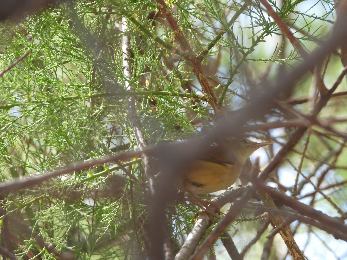 Great Reed Warbler - ML617370516