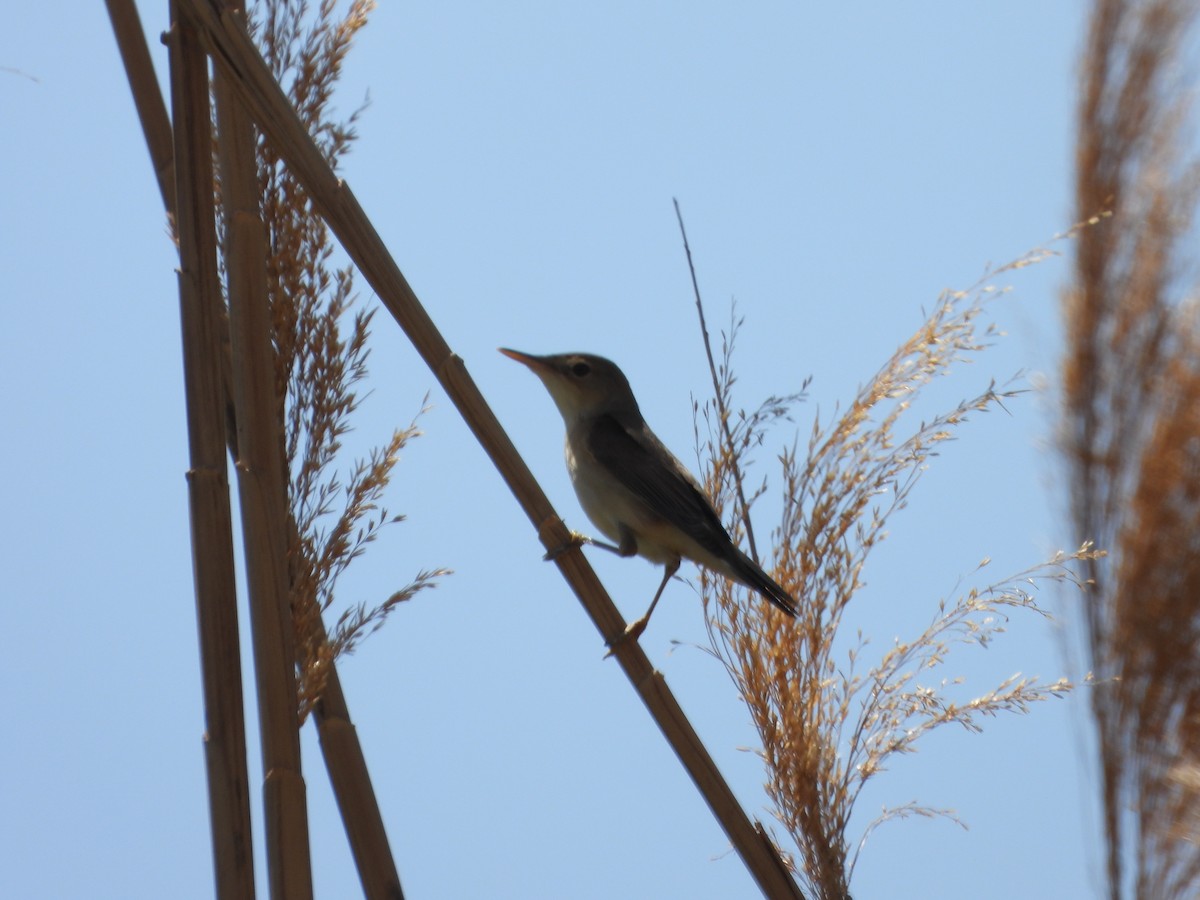 Common Reed Warbler - ML617370532