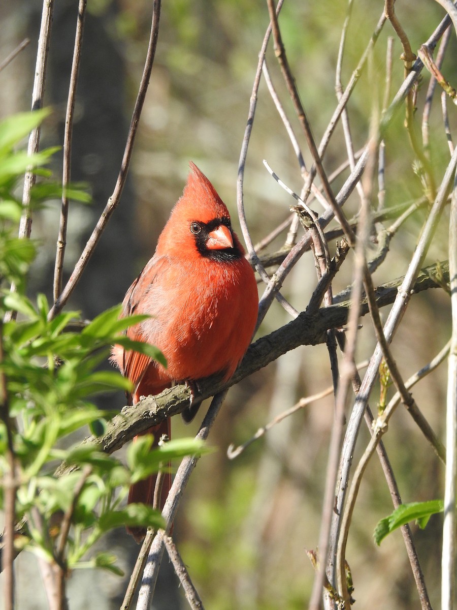 Cardinal rouge - ML617370586