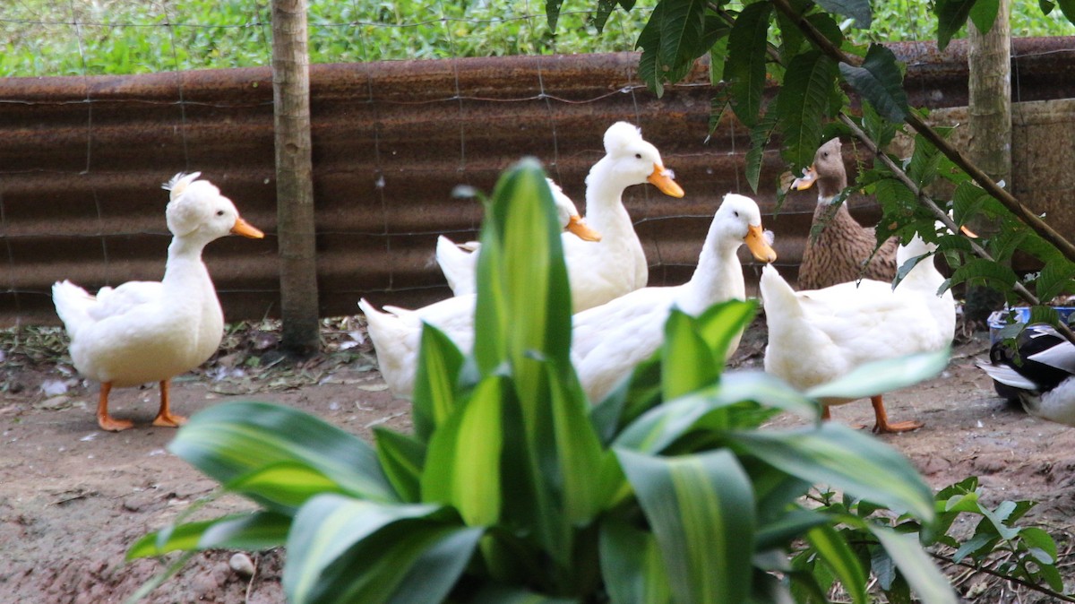 Muscovy Duck (Domestic type) - Susan Hunter