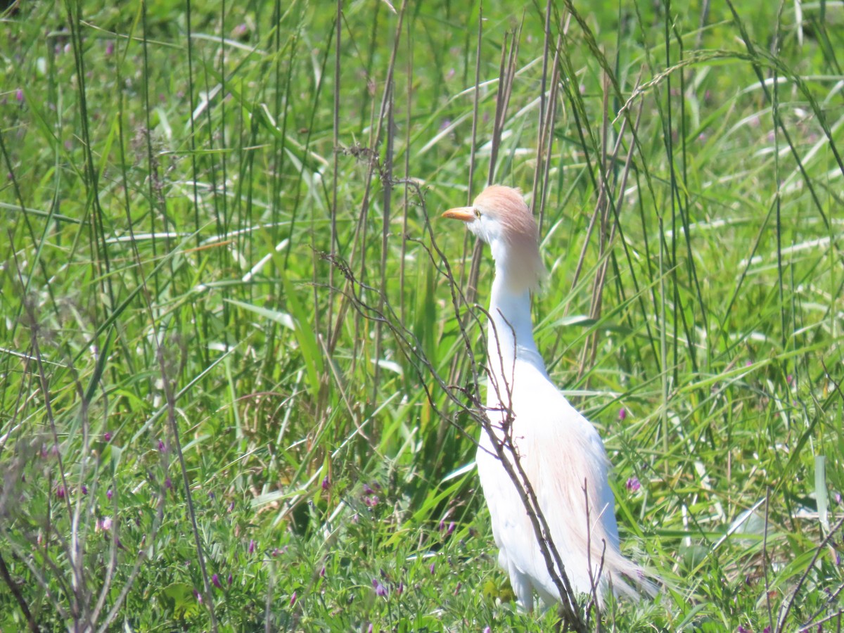 Western Cattle Egret - ML617370663