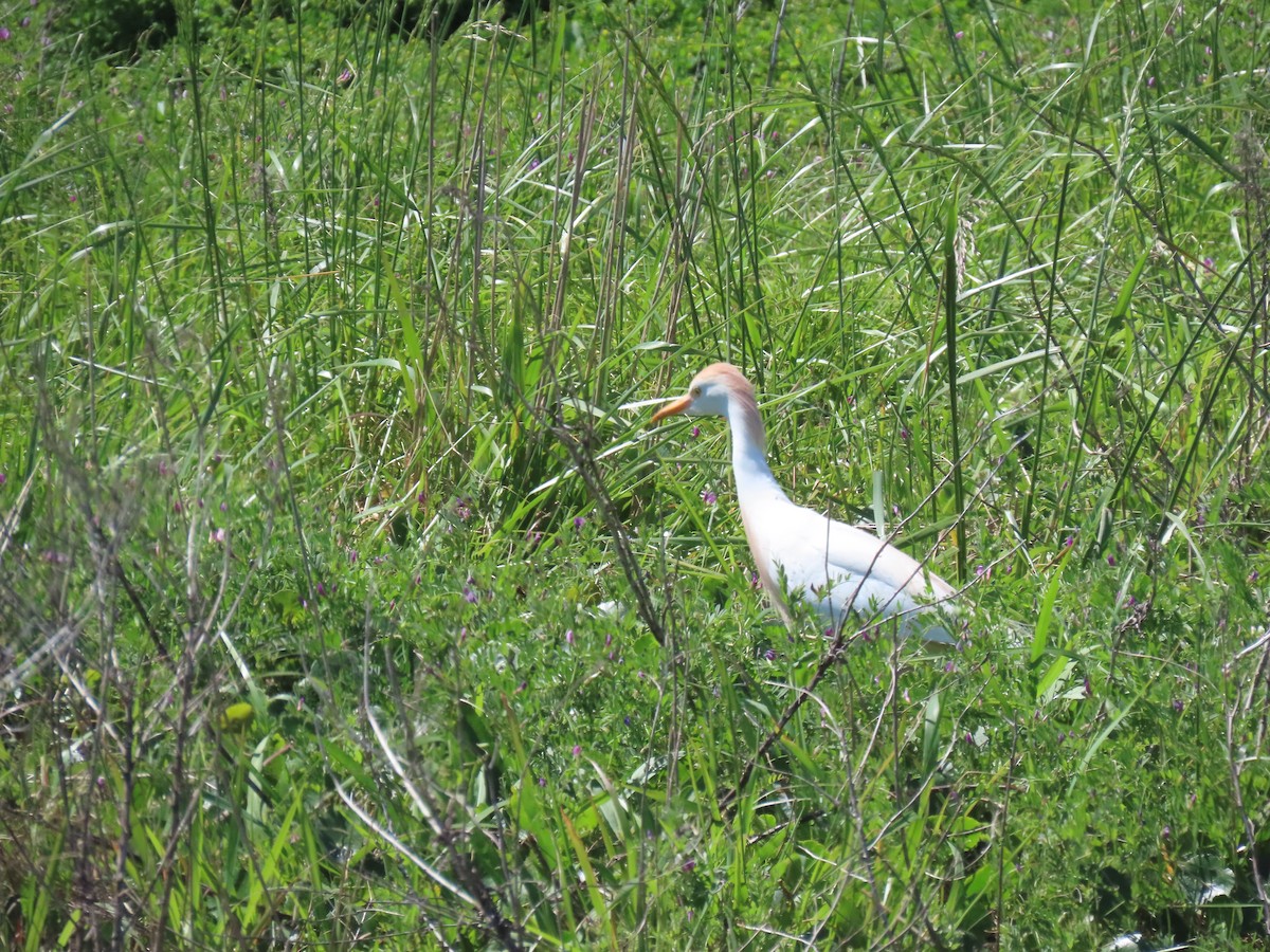 Египетская цапля (ibis) - ML617370665