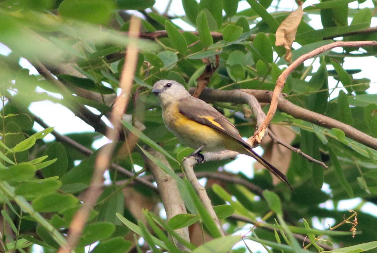 Small Minivet - ML617370667