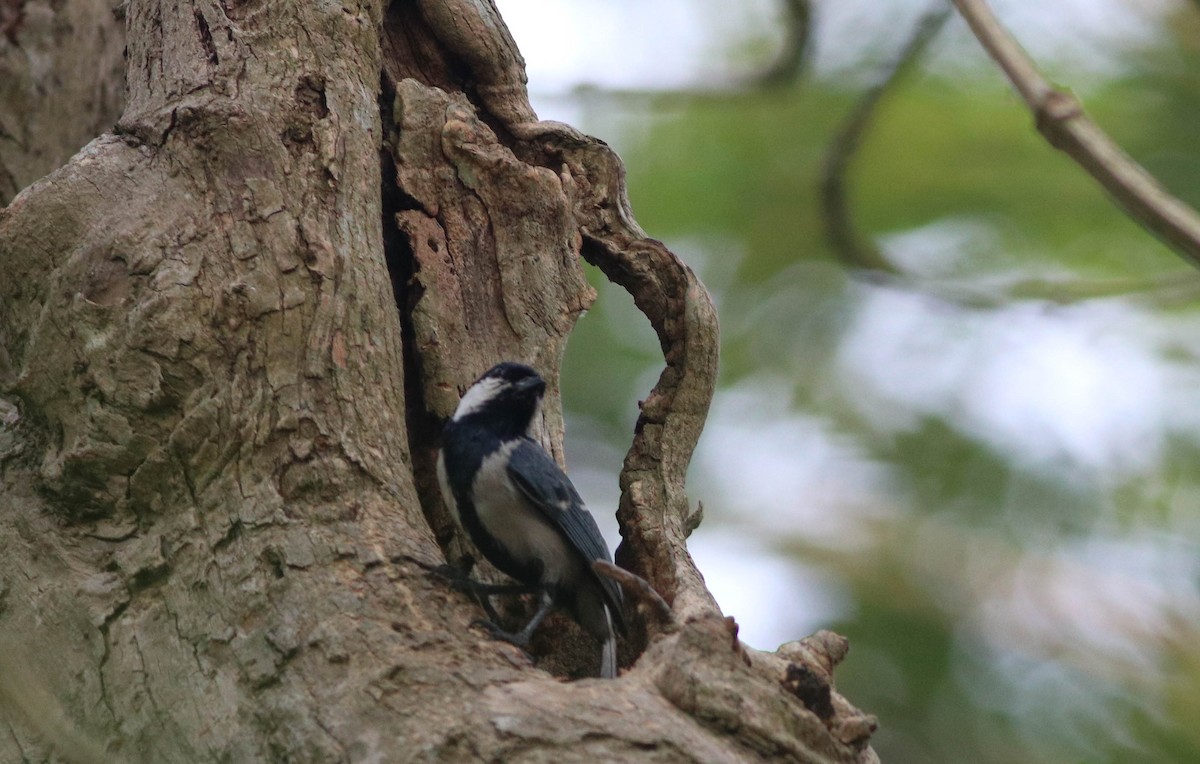 Cinereous Tit - ML617370680